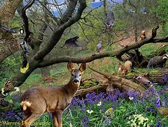 Image result for Spring Forest Animals