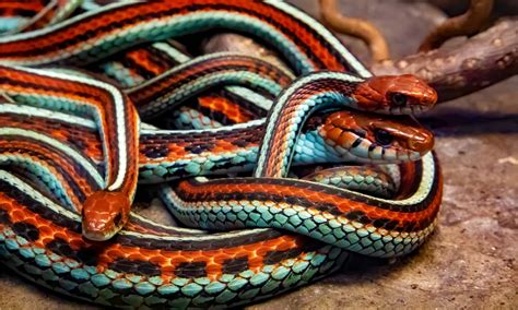 Blue Garter Snake