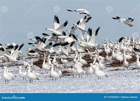 Snow Geese Flying from Snowy Hillside Stock Photo - Image of wildlife, migrate: 131944520