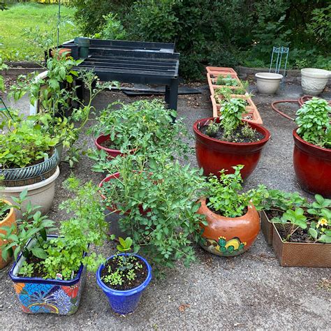 Growing Culinary Herbs Together in Containers - Farm to Jar