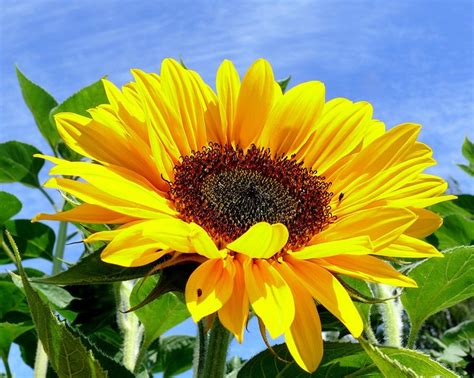 Image result for Sunflower Optimization Algorithm