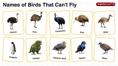 Names of Birds that Can't Fly in English with their Pictures
