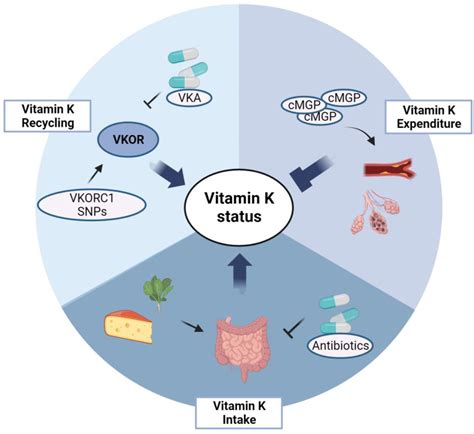 Vitamin K Gut Flora at Nancy Hansen blog