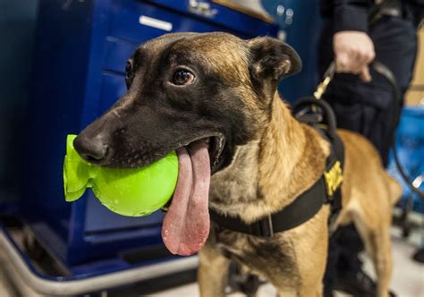Retired Harrisburg police dog dies years after surviving gunshot ...