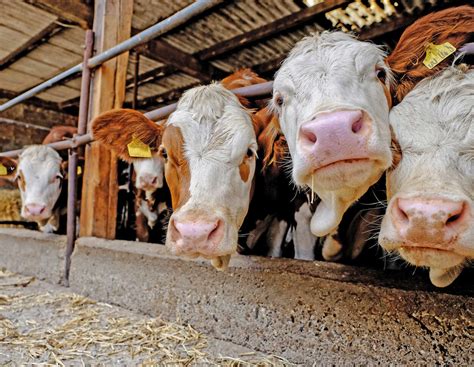 Zündstoff für Tierhalter: NGO attackiert GAP-Förderung für Fleisch und ...