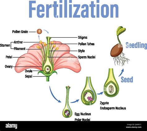 Process Of Fertilization In Flower
