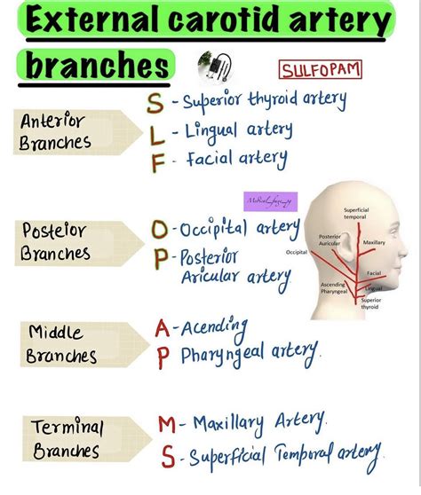 Branches Of External Carotid Artery Mnemonic