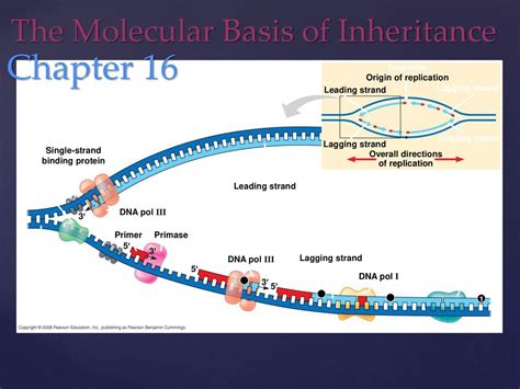 Single-Stranded Binding Protein 的图像结果