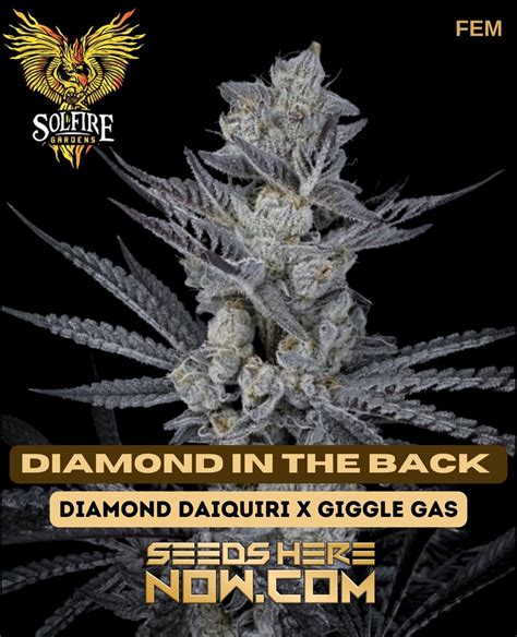 Diamond In The Back Feminized Cannabis Seeds | Rich Terpenes