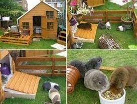 Image result for Rabbit Houses for Indoors