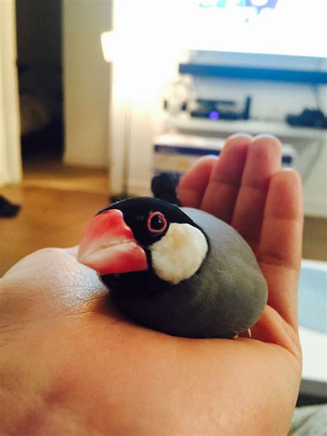 Image result for Java Sparrows for Sale