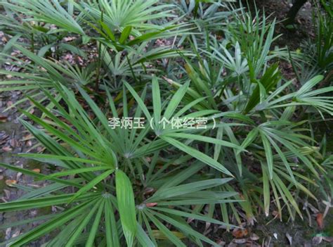 细叶棕竹价格.50公分高棕竹种植基地.大量出售规格*棕竹基地_种植厂家_产地报价单_李炳玉（个体经营）