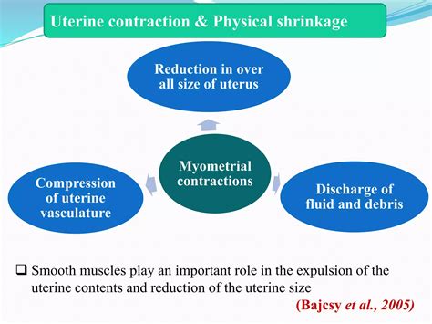 pathophysiology of uterine involution and its therapeutic management | PPTX