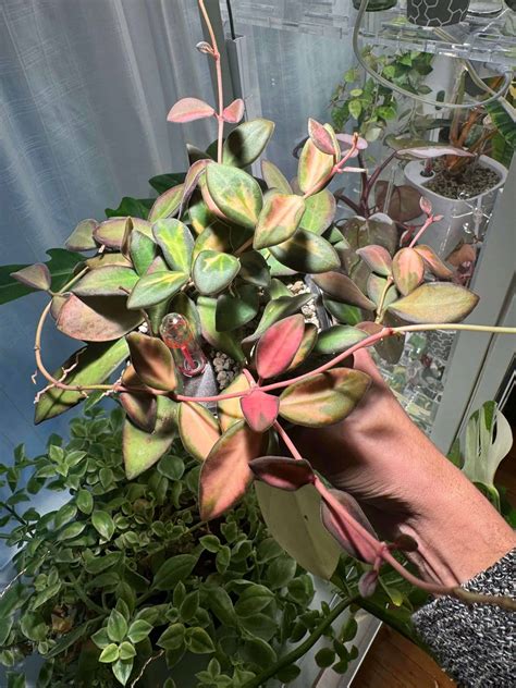 17 Attractive Hoya Varieties to Grow Indoors (With Pictures) - Hort Zone