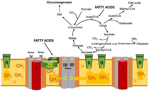 Long-Chain and Medium-Chain Fatty Acids in Energy Metabolism of Murine ...