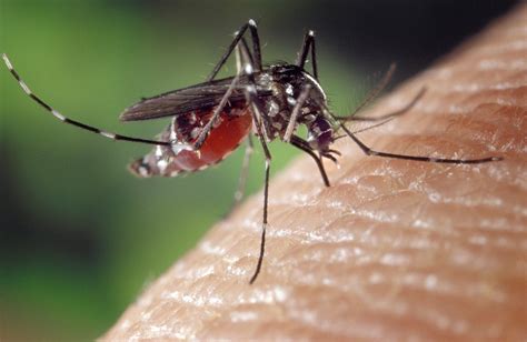常见蚊子种类-百度经验