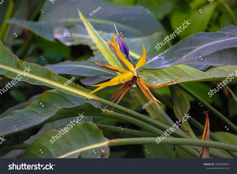 Strelitzia Reginae Bird Paradise Flower Exotic Stock Photo 1909500847 ...