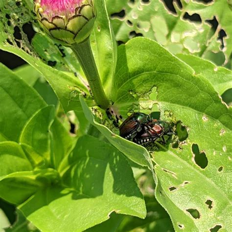 How to Get Rid of Japanese Beetles: 5 Tips - Bunny's Garden