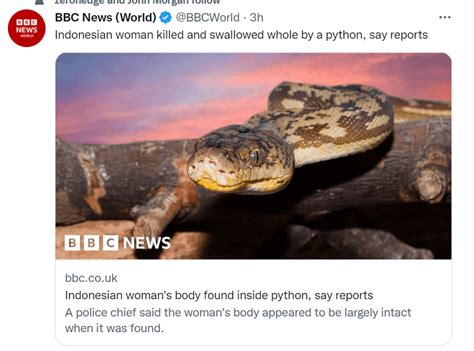 Image result for Massive Python Swallows Human