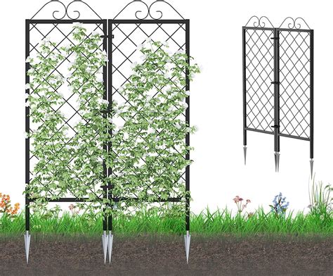 What Are The Best Climbing Plants For Trellis | Detroit Chinatown
