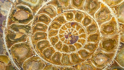 Download wallpaper spiral, sink, fossil, Ammonite, section textures in ...