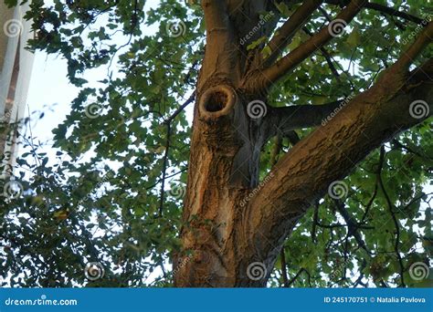 Hollow in the Trunk of a Maple Tree. Acer is a Genus of Trees and Shrubs Commonly Known As ...
