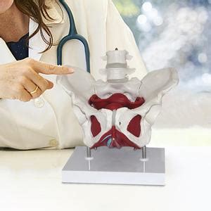 Jual Female Pelvis Model Life Size Perineal Model Teaching Equipment ...