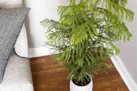 Norfolk Island Pine: Plant Care & Growing Guide