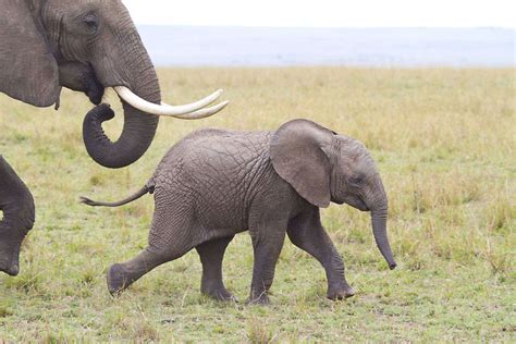 Amboseli National Park - Kenya: Get the Detail of Amboseli National ...