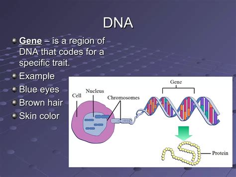 Image result for DNA Function