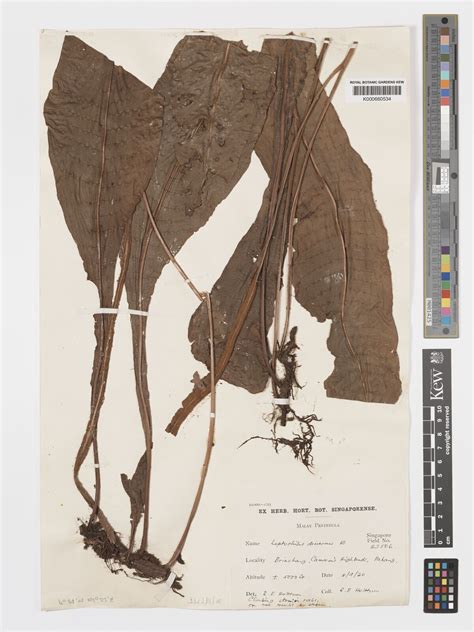 Leptochilus decurrens Blume | Plants of the World Online | Kew Science