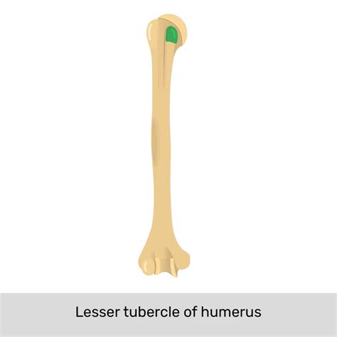 Lesser Tuberosity Humerus