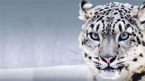 Snow Leopard Wallpapers - Top Free Snow Leopard Backgrounds ...
