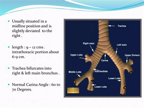 Radiological anatomy of chest including lungs,mediastinum and thoracic ...