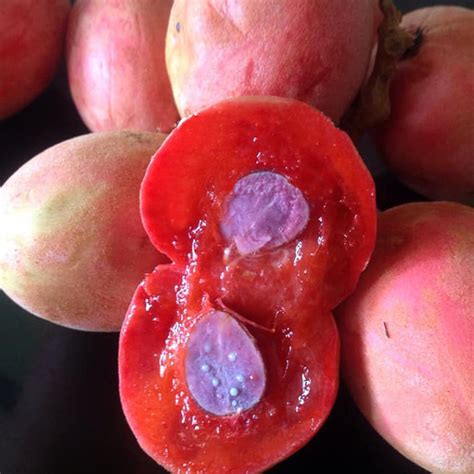 Gabon Grape Fruit Plant (Trichoscypha Acuminata ) – veliyathgardens