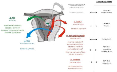 Biochemical Screening for Fetal Trisomy 21: Pathophysiology of Maternal ...