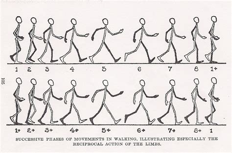 Animation Walk Cycle Reference 的图像结果