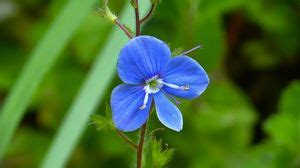 Germander speedwell wallpapers hd, desktop backgrounds, images and pictures