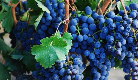 CIMARONE AND 3CV WINE TASTING ROOM (2026) All You Need to Know BEFORE ...