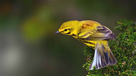 A Guide to Yellow Birds: Colors, Species, and Habitats