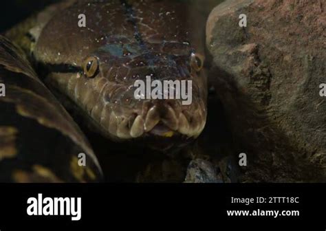 Image result for Red Python Head