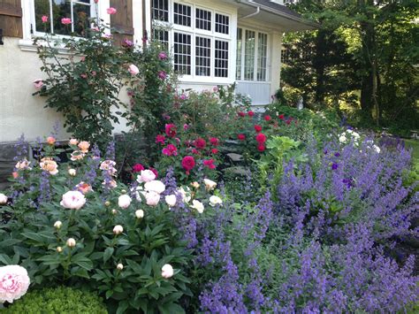 Catmint, Peony, & David Austin Roses Cottage Garden Design