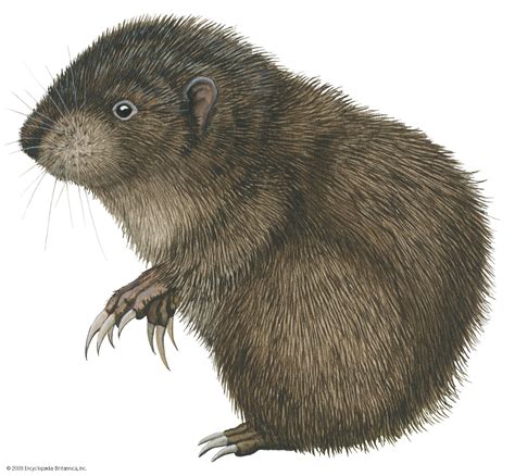 Mountain beaver | North American Rodent, Habitat & Diet | Britannica