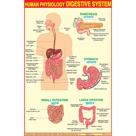 HUMAN DIGESTIVE SYSTEM CHART SIZE 50 X 75 CMS