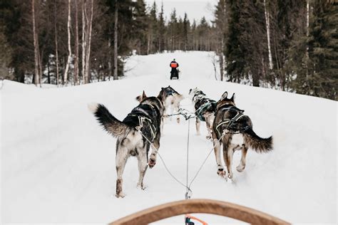 How to ride a husky sledge - Lapland Safaris