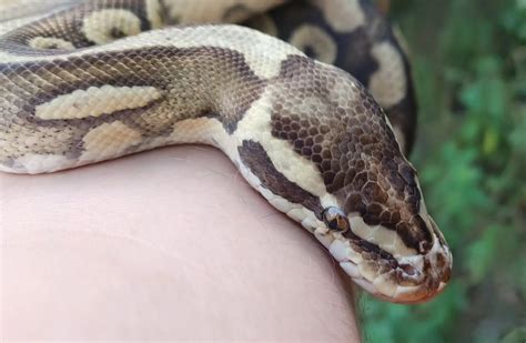 Image result for Female Pastel Ball Python