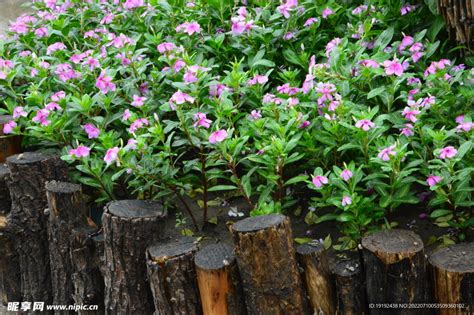 长春花的价值和日常养护要点-花卉百科-绿宝园林网