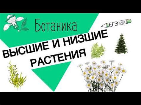 Низшие растения: виды и особенности (7 видео)