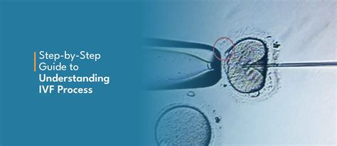IVF Process Step by Step 的图像结果