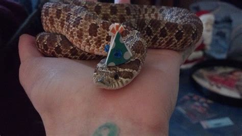 Are Hognose Snakes Good Pets For Beginners at Martha Cannon blog